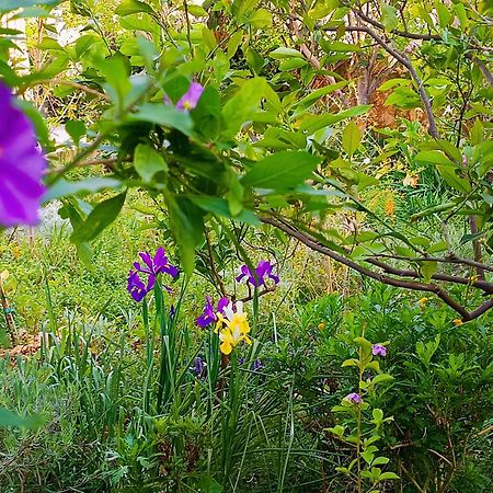 Olive Lemon Biophilic House & Lush Forest Garden バモス エクステリア 写真