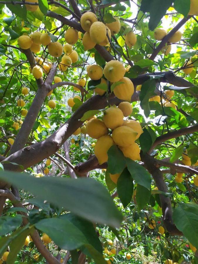 Olive Lemon Biophilic House & Lush Forest Garden バモス エクステリア 写真