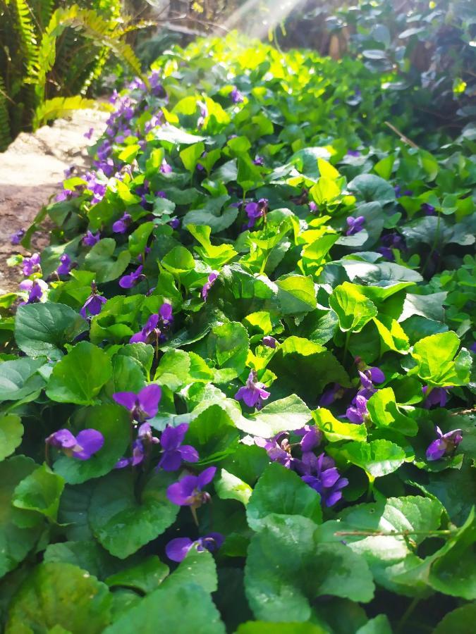 Olive Lemon Biophilic House & Lush Forest Garden バモス エクステリア 写真
