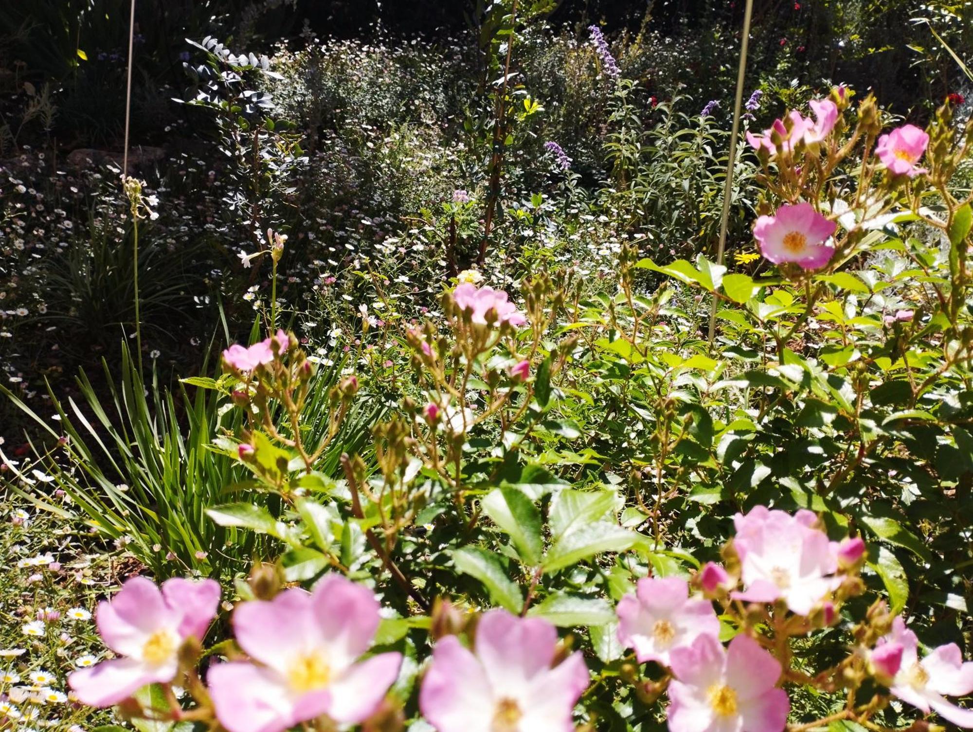 Olive Lemon Biophilic House & Lush Forest Garden バモス エクステリア 写真