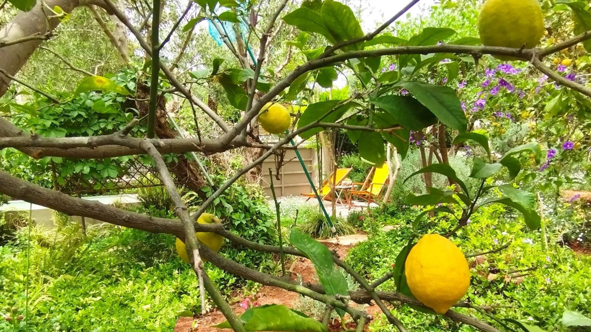 Olive Lemon Biophilic House & Lush Forest Garden バモス 部屋 写真